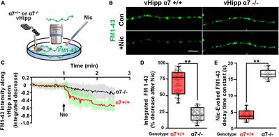 Axonal α7* nicotinic acetylcholine receptors modulate glutamatergic signaling and synaptic vesicle organization in ventral hippocampal projections